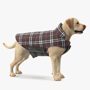 Labrador Wearing Brown Coat 3D