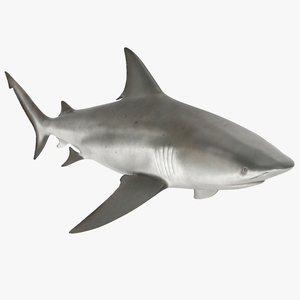 3D model Bull Shark