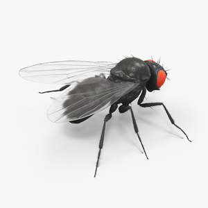 3D Drosophila Melanogaster Black Fur model