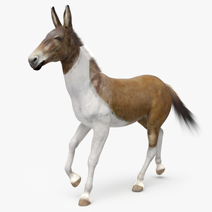 3D model Mule Fur Rigged