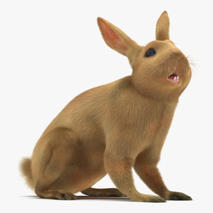 3D Rabbit Rigged model