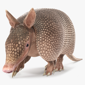 3D model Armadillo in Walking Pose Pink