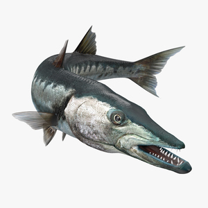 3D Barracuda Fish Rigged