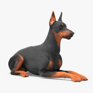 3D Doberman Pinscher Dog Lying Down Fur