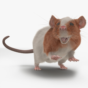 Rat 3 Rigged 3D