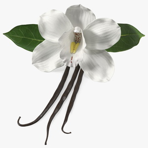 3D Hybrid Orchid Vanilla with Vanilla Sticks