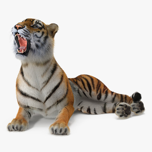 3D Tiger Rigged with Fur