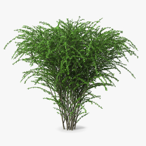 Berberis Green Bush 3D model