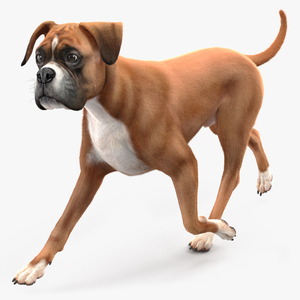 3D Running Dog Boxer Fur