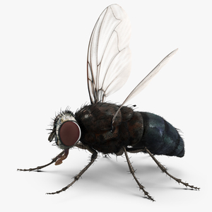 Fly Rigged with Fur 3D model