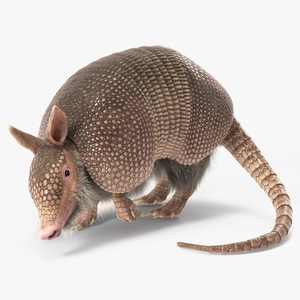 3D model Armadillo Pink Fur Rigged