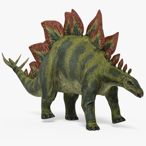 3D Stegosaurus Rigged model