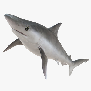 3D Oceanic Milk Shark model