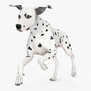 3D Running Dalmatian Dog