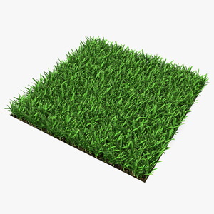 3D St Augustine Grass Lawn model