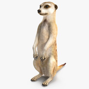 3D model Meerkat Sitting Pose