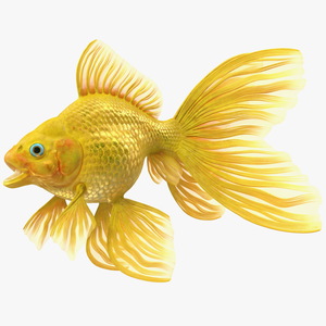 3D model Goldfish Rigged