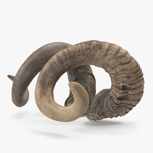 3D model Animal Twisted Horns Dark