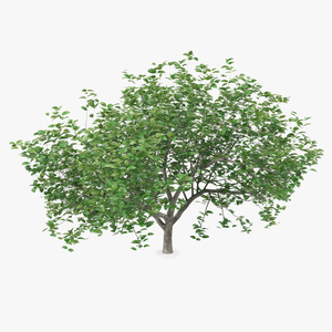 3D model Small Evergreen Tree