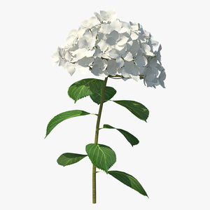 White Hydrangea Flower Branch 3D model