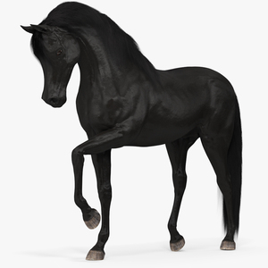 3D model Arabian Horse Black Fur Rigged