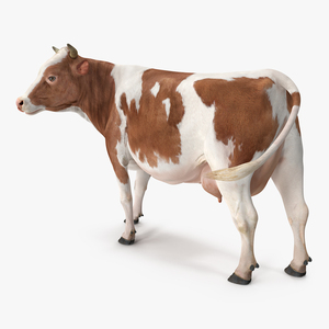 Red and White Cow 3D