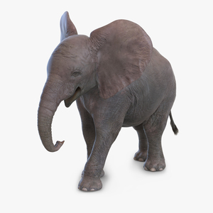 3D model Baby Elephant Pose 2