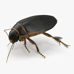 Aquatic Beetle Brown Realistic Floating 3D model