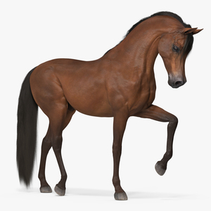 3D model Arabian Horse Brown Fur Rigged