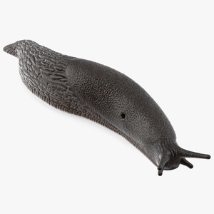 3D Garden Slug Arion Hortensis Lying model