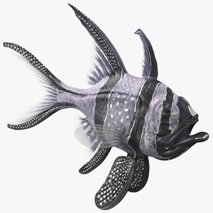 3D Longfin Cardinalfish Neutral Pose model