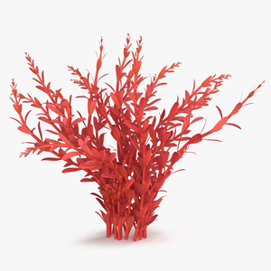 3D model Artificial Rotala Aquatic Plant Red