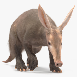 Nocturnal Mammal Aardvark Walking Pose Fur 3D