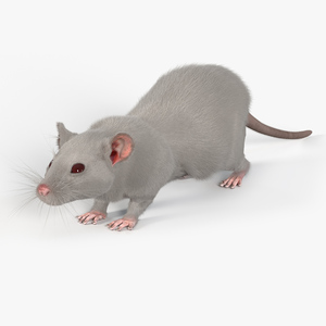 3D model Lifelike Rodent White Rat