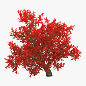 3D model Old Red Maple Tree Autumn