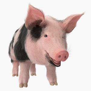 Pig Sow Peitrain Rigged with Fur 3D