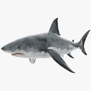 Great White Shark Fish Rigged 3D model