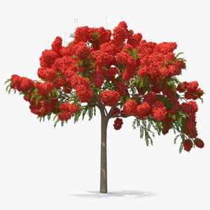 Poinciana Flowering Tree 3D model