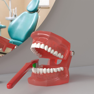 3D Dental Model with Toothbrush model