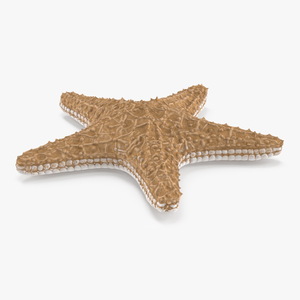 3D Realistic Starfish model