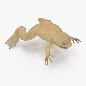 3D Xenopus African Clawed Toad Standard Pose