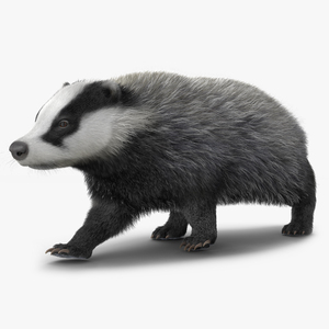 Walking Badger 3D model