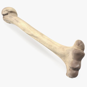 3D model Bone