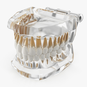 Transparent Dental Typodont Teeth Model 3D model