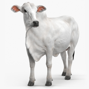 3D model Zebu Cattle Female Looking Fur