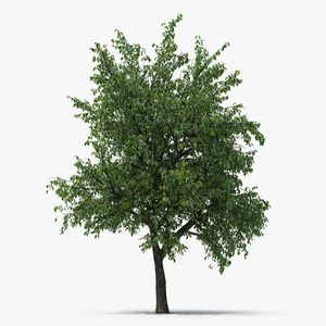 3D Summer Pear Tree