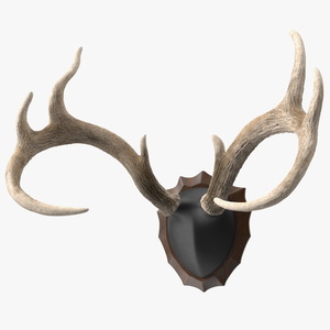 3D Deer Antlers on a Wall Mount model