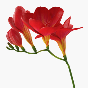 3D Red Freesia Flower model