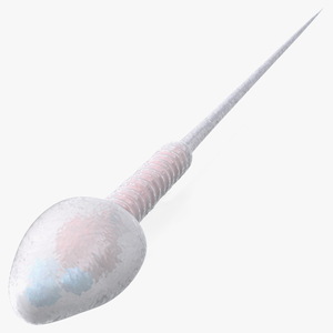 3D Human Sperm Cell