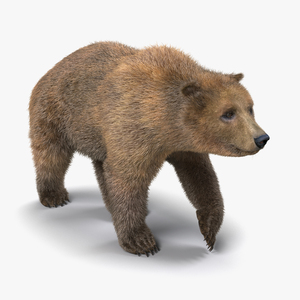 3D Brown Bear with Fur Pose 2